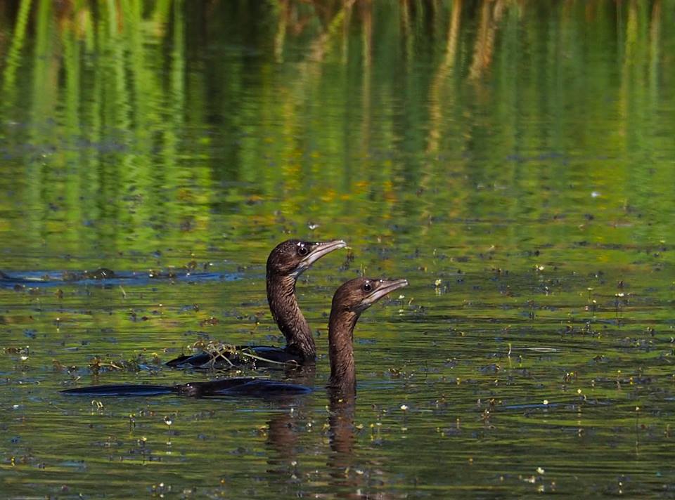 Cormorano pigmeo (Microcarbo pygmeus)